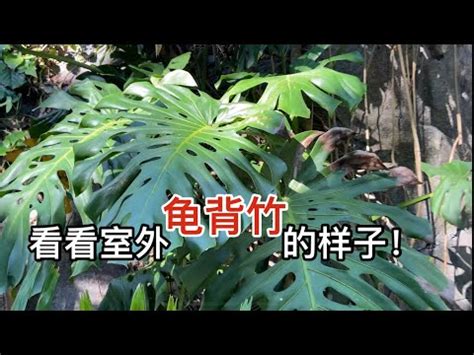 室外觀賞植物|【室外觀賞植物】驚豔你的户外空間！新手也能輕鬆打造綠意盎然。